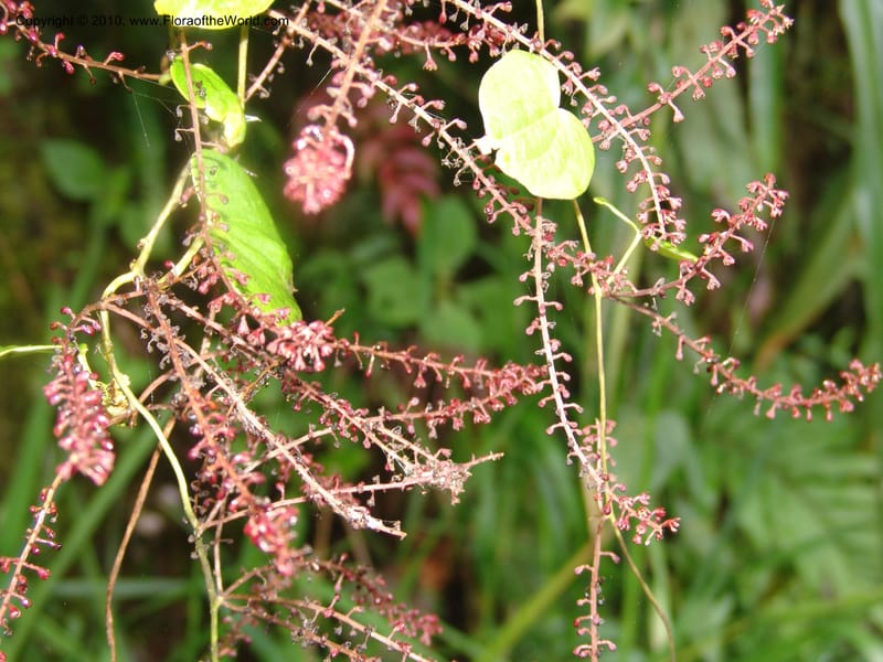 Dioscorea, Croat 97393--Ecuador. Prov. Pichincha. BellaVista private reserve. 27 Mar 06. 374 (7).jpg