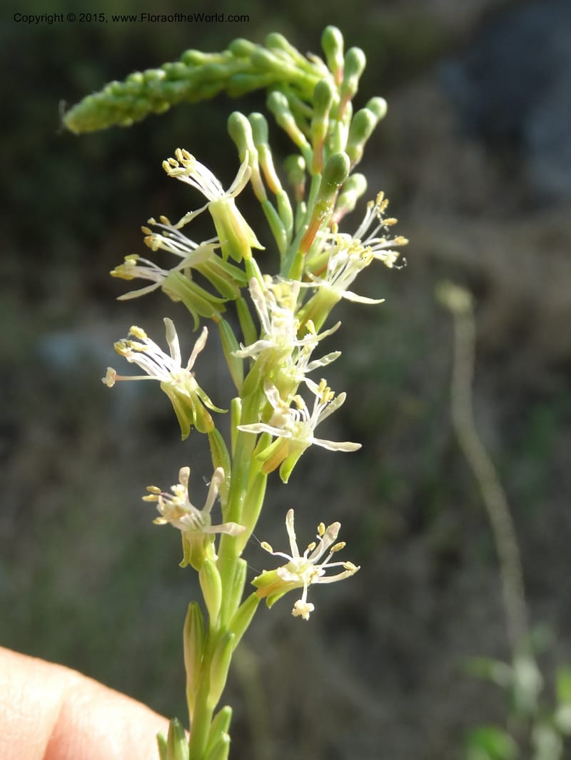Gaura parviflora, Davidson, C 12604--ID. Idaho Co. North of Riggins. 16 Jul 2014. DSC00589 (2).JPG