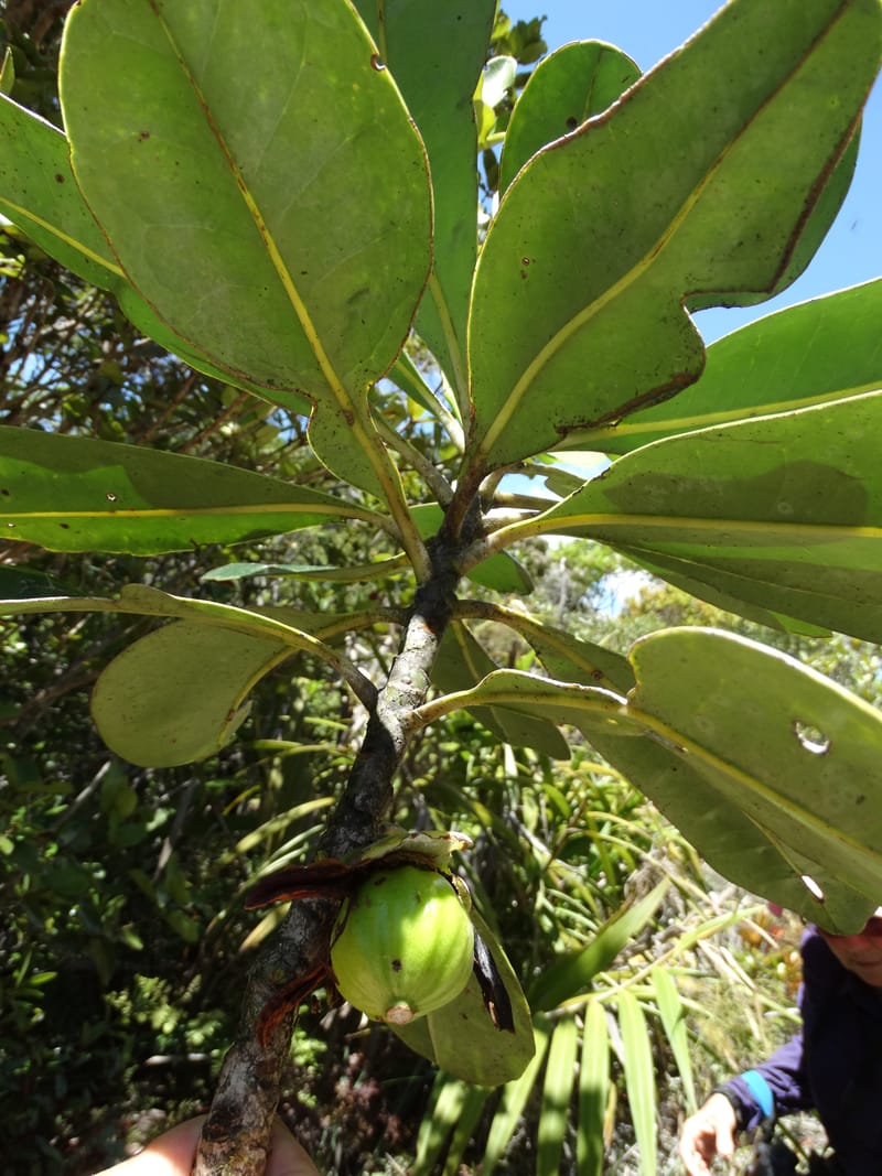 Strasburgeria robusta, Lowry, P 7371--New Caledonia. Mont Dzumac. 12 Nov 2015. DSC01563 (152).JPG
