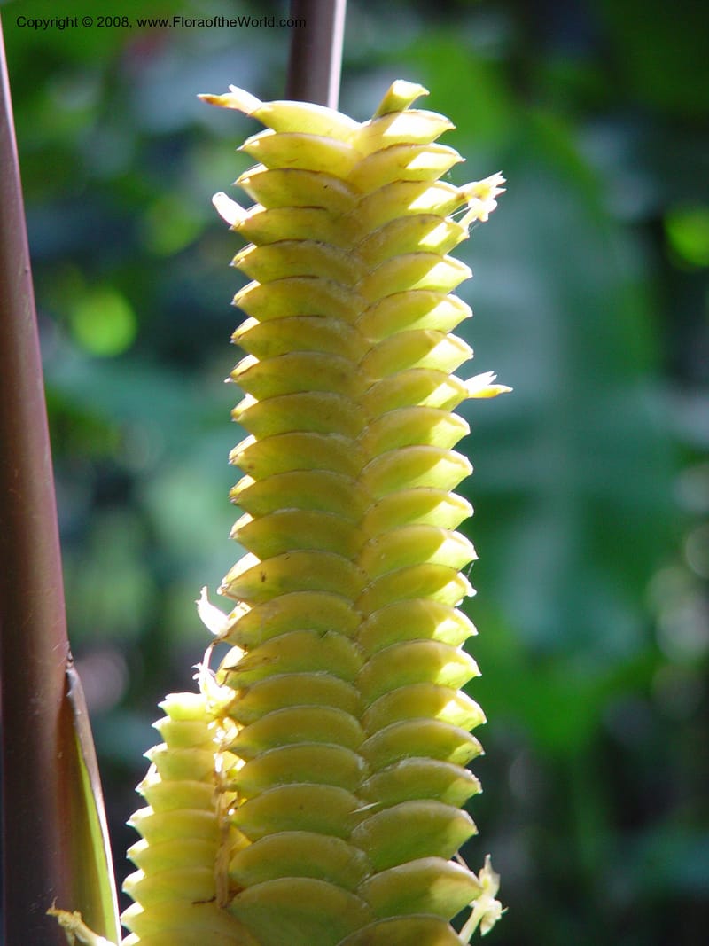 Calathea crotalifera--Costa Rica. Wilson Garden. 24 Feb 02.001.jpg