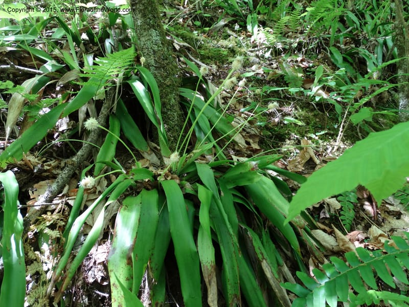 Cymophyllus fraserianus, Davidson, C 12984--North Carolina. Clay Co. Perry Gap Rd, Barnard's Cr. 13 May 2015. DSC04860 (101).JPG