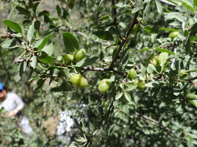 Prunus amygdalus--Iraq. Kurdistan. Shakh-i-Pira Magrun. 24 May 2013. DSC05074 (27).JPG