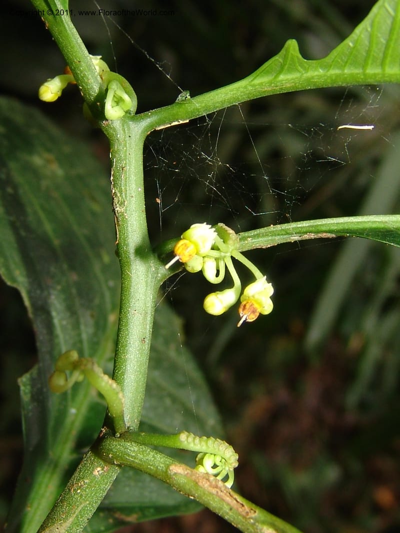 Solanum anceps, R. Vasquez 33006--Peru. Pillcopata. Qbda Pini Pini. 29 Oct 07. 666 (22).jpg