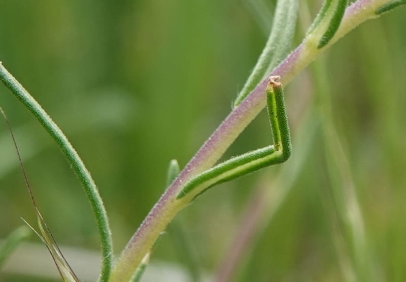 Blepharipappus scaber, C. Davidson 13761--Oregon. Wallowa Co. Zumwalt.Trail Cr. Rd. 4 Jun 2018. DSC04078 (433).JPG