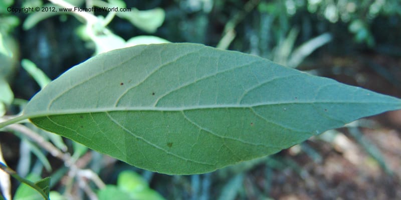 Cordia caffra, Rogers Z 916-Madagascar, Berenty, 21 Jan 2006  070 (6).jpg
