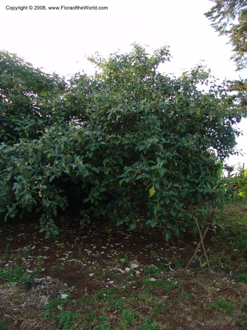 Solanum aculeastrum cf--Kenya. Brackenhurst Bot. Gard., Limuru.  26 Jun 04. 079.jpg