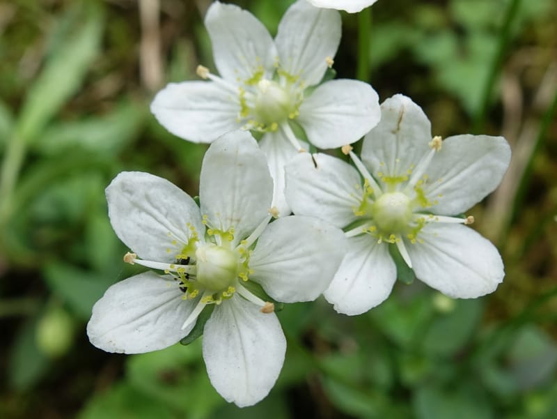 Parnassia palustris, Tseng Yu-Hsin 1316--Taiwan. SW of Nanshan on highway 7. 20 May 2016. DSC03339 (27).JPG
