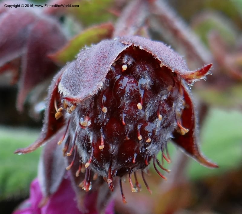 Rubus, Ulloa, C 2384--Ecuador. Azuay. Matanga. 2 Oct 2012. DSC06351 (324).JPG