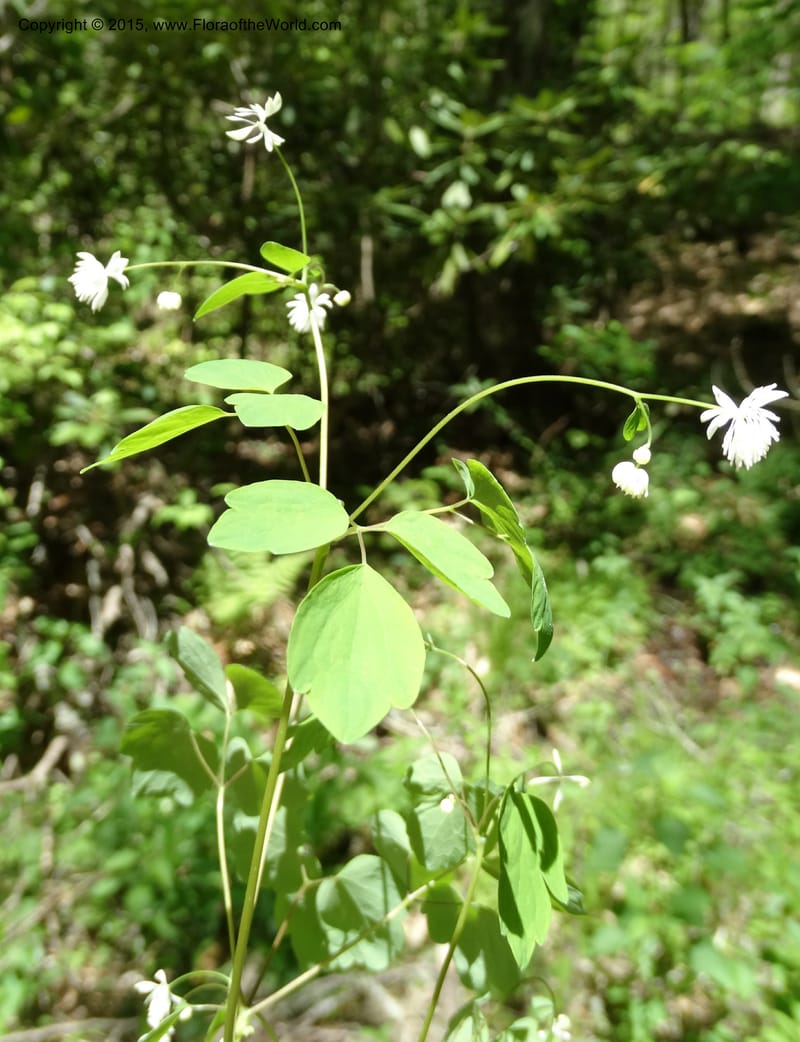 Thalictrum clavatum, Davidson, C 12989--North Carolina. Clay Co. Perry Gap Rd, Barnard's Cr. 13 May 2015. DSC04860 (276).JPG