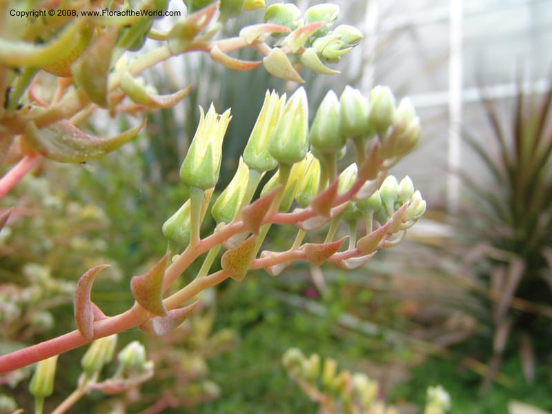 Dudleya brittonii, 93.0424--CA. UC Berkeley Bot. Garden. 31 May 07. 010.jpg