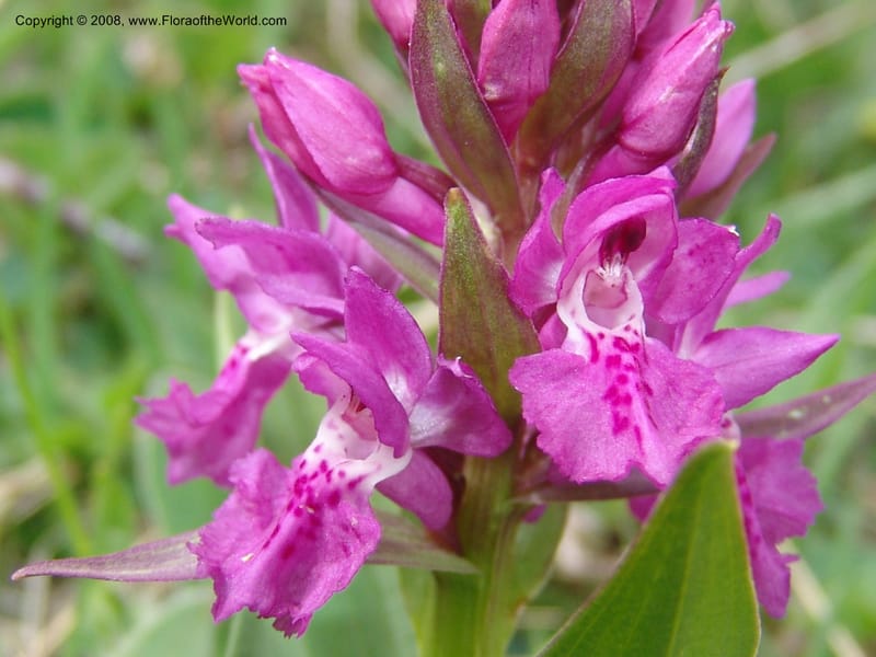 Dactylorhiza urvilleana--Georgia. Kazbeki . Trail-road to Sameba Church. 2 Jun 05. 534.jpg