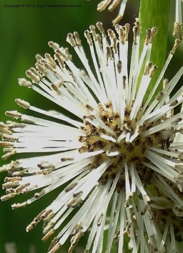 Sparganium neglectum, Davidson, C 12476--Georgia. Small town. 9 Jun 2014. DSC08167 (18).JPG
