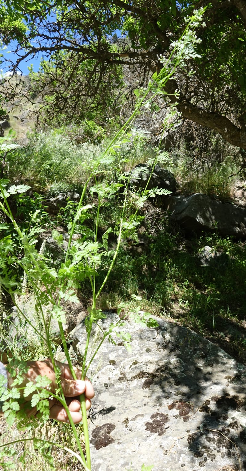Anthriscus caucalis, C. Davidson 13580--ID. Idaho Co. Salmon R. Rd. E of Riggins. 24 May 2017. DSC00708. JPG (154).JPG