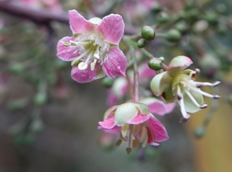 Delavaya toxocarpa, D. Boufford 44087--China. Yunnan. Xinshao Village. 28 Apr 2018. DSC00001 (24).JPG