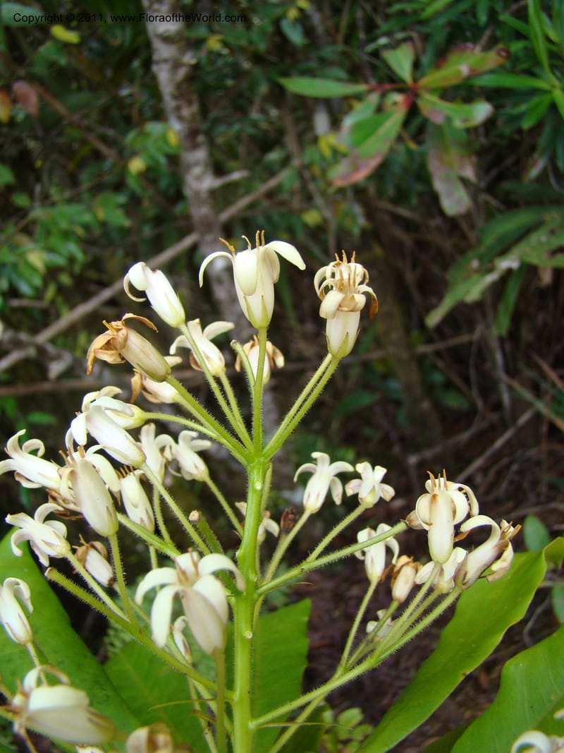 Pittosporum, Gemmill, C 631--New Caledonia,  Dzumac, 20 Nov 2007, 989 (11).jpg