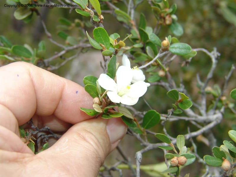 Sarcolaena, not coll.--Madagascar. Antananarivo Prov. Col tapias forest S of Antserabe. 090.jpg