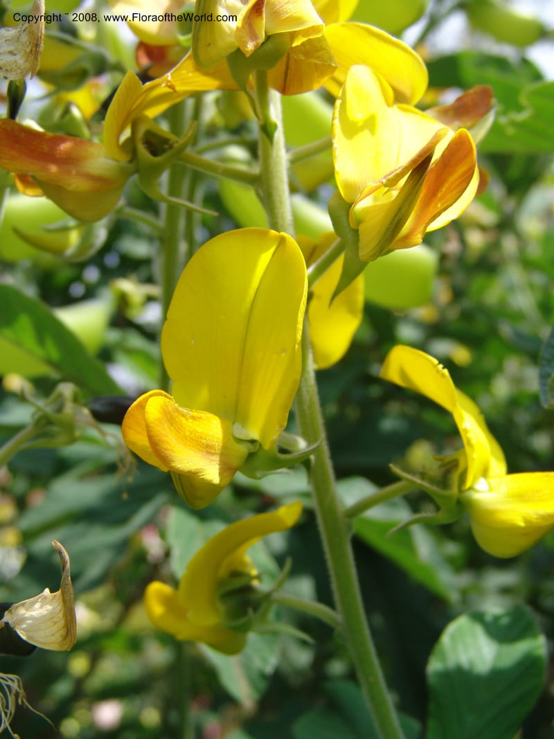Crotalaria--Kenya. Limuru.  Barry Cameron's Garden. 12 Jul 04. 073.jpg