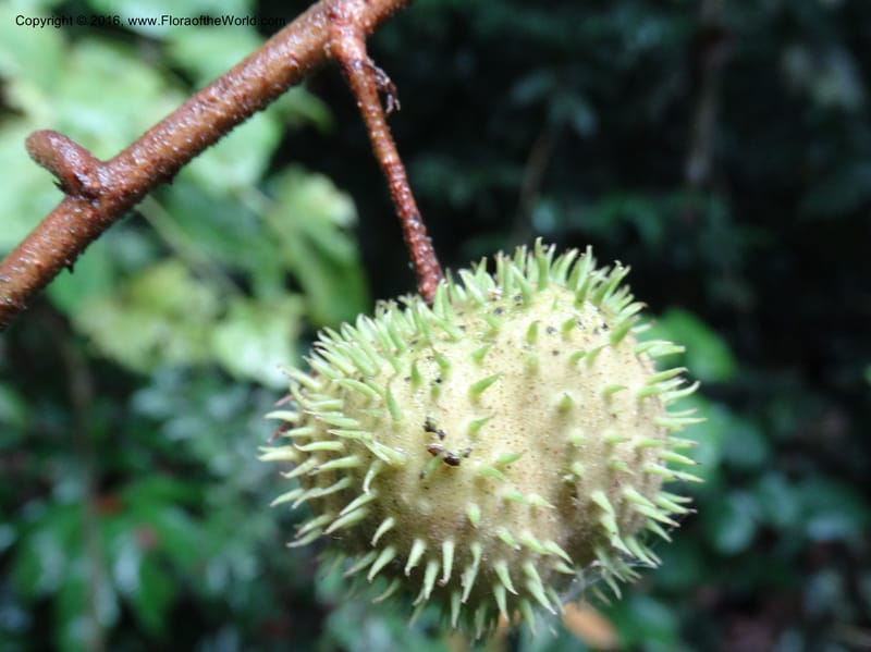 Byttneria, Davidson, C 12752--Sabah. Sg. Nelumad. 12 Oct 2014. DSC04383 (223).JPG