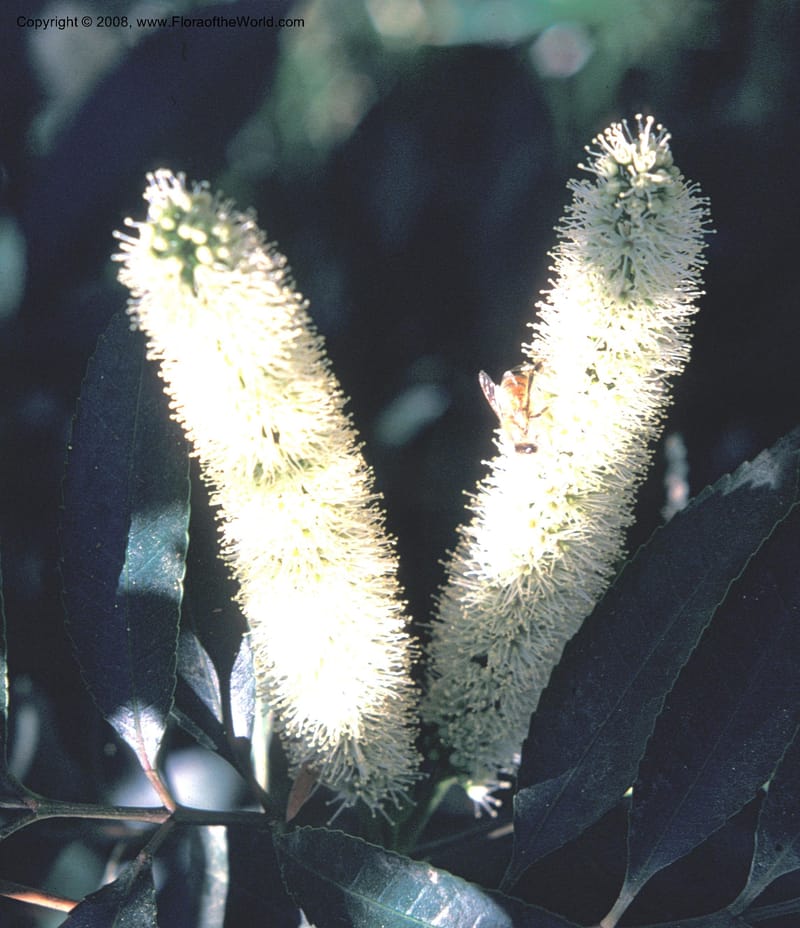 Cunonia capensis--CA. Los Angeles. UCLA Mathias Bot. Garden. 1974. 002B.jpg