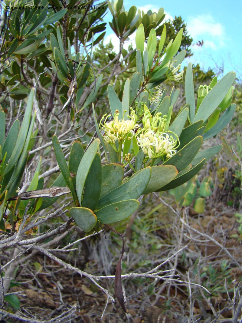 Stenocarpus, JMunzinger4738--New Caledonia. Poum Mine. 13 Nov 07. 056.jpg