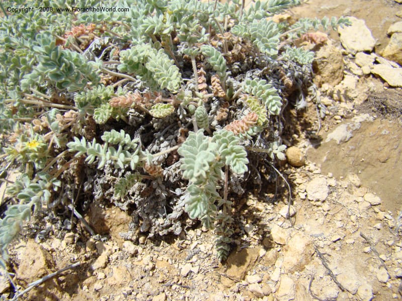 OR. Malheur Co. Leslie Gulch. 1 Jun 08. 240.jpg