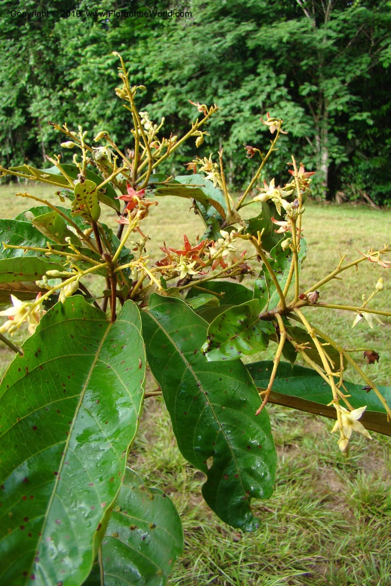 Sterculia villifera, Mori, 27339--French Guiana. Les Nouragues Station. 27 Oct 09. 023.jpg