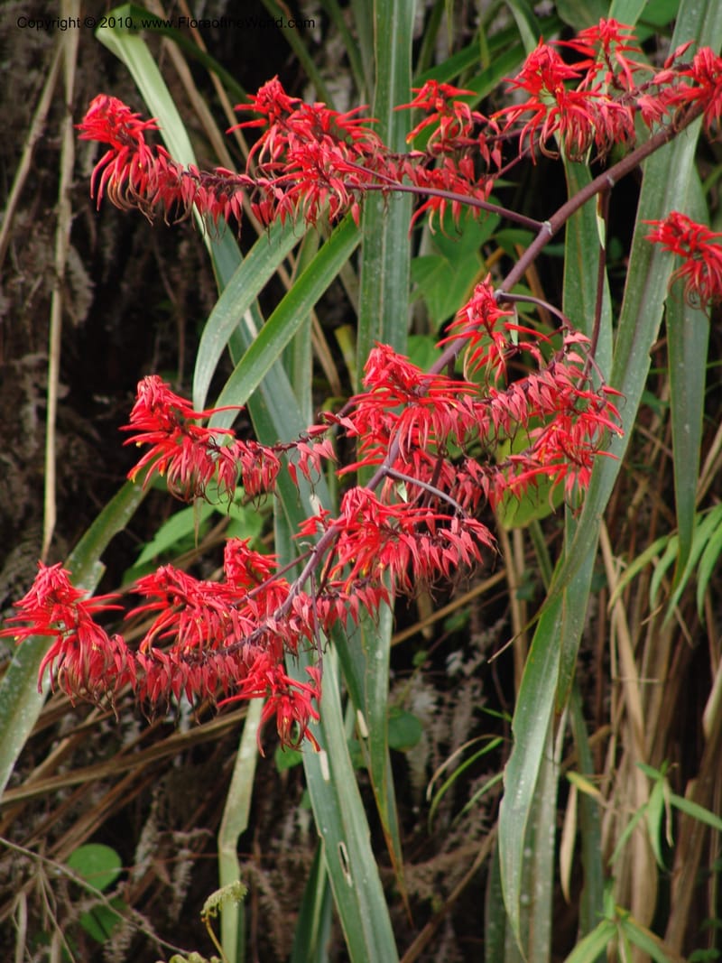 Pitcairnia, Croat 96010--Ecuador. Edo. Pichincha. Ca 11 km, La Union-Chiriboga. 14 Mar 06. 111 (1).jpg