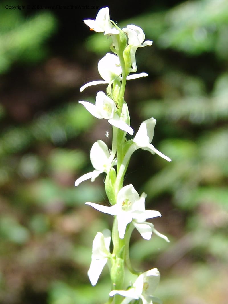 Platanthera dilatata v. leucostachys--ID. Valley Co. Sylvan Beach reservoir and trail. 24 Jul 05. 134.jpg