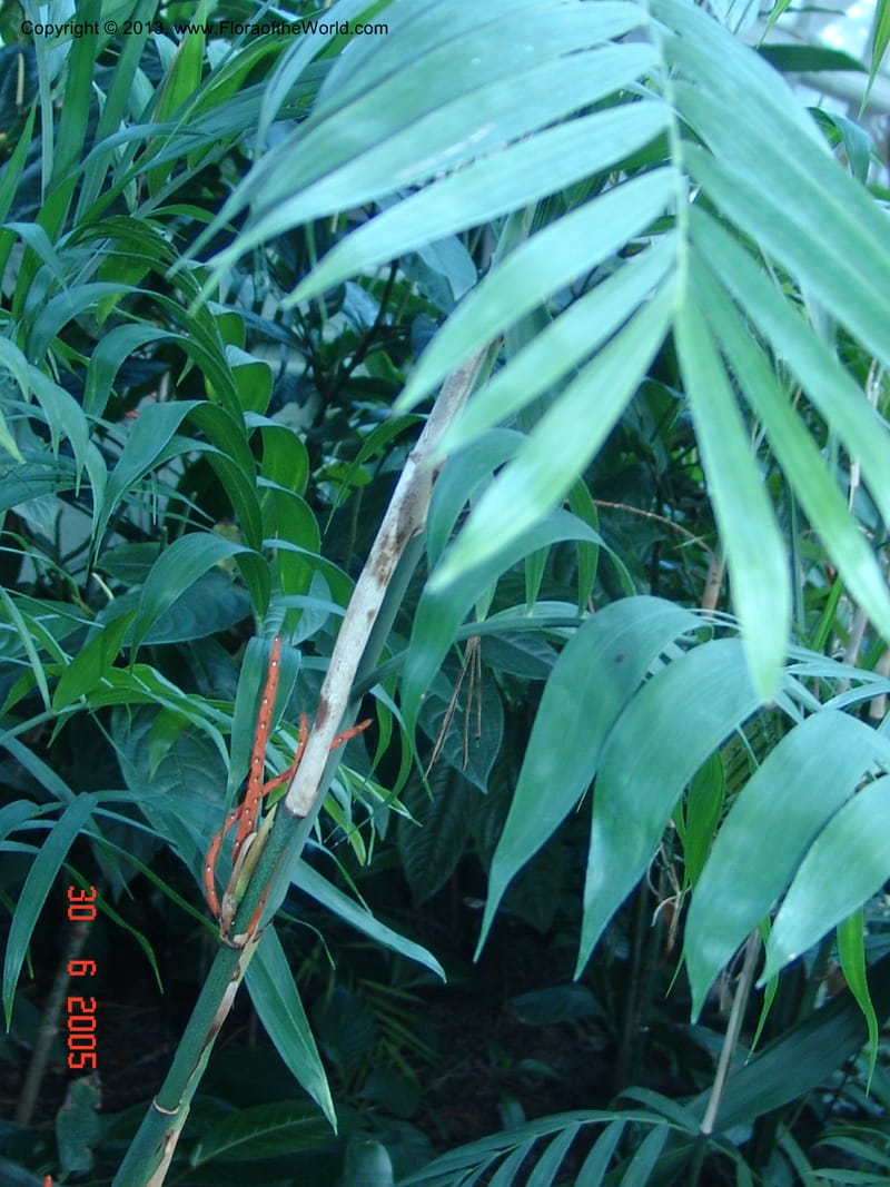 Chamaedorea costaricana, Arecaceae, Chicago-Garfield Conservatory 6-05 013.jpg