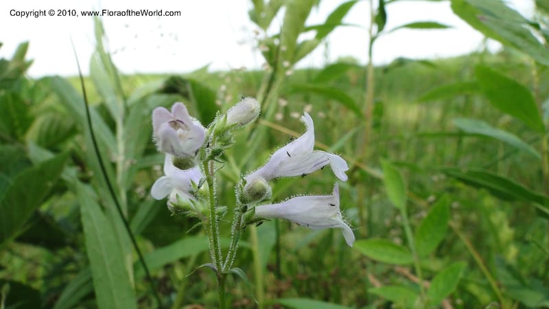 Penstemon laevigatus, Mori 27407--North Carolina. Pender Co. Hwy 117. Burgaw. 21 May 2010. 180 (27).jpg
