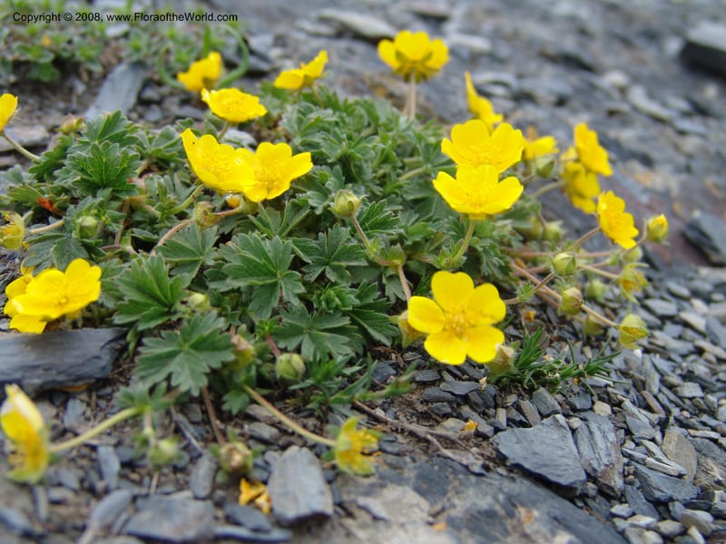 Potentilla--Georgia. Kazbeki . Trail-road to Sameba Church. 2 Jun 05. 393.jpg