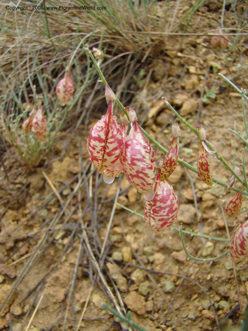 OR. Malheur Co. Leslie Gulch. 1 Jun 08. 414.jpg