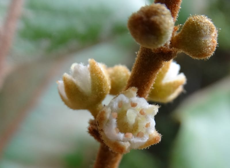 Storthocalyx sordidus, Callmander, M 1230--New Caledonia. Haute Robinson. 11 Nov. 2015. DSC00909 (83).JPG