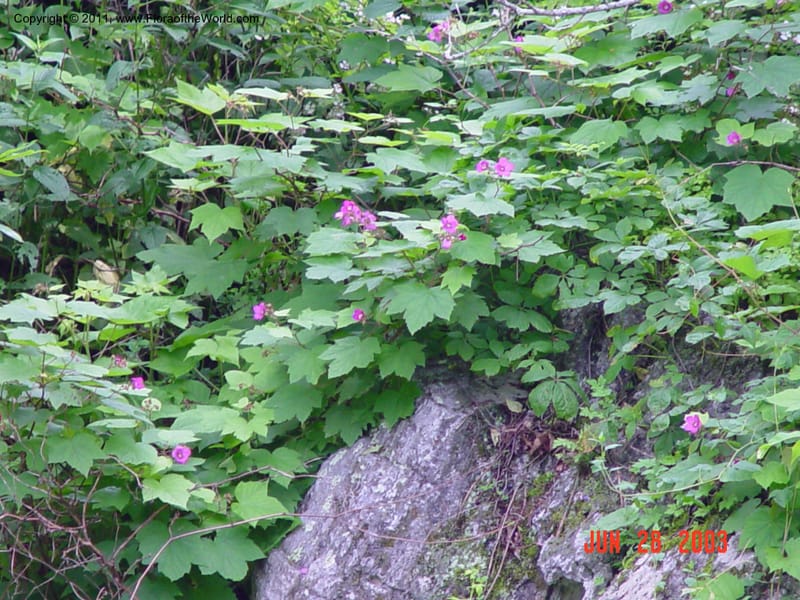 Rubus--CT. Near Ashley Falls. Bartholomew's Cobble. 28 Jun 03. CT 030.jpg