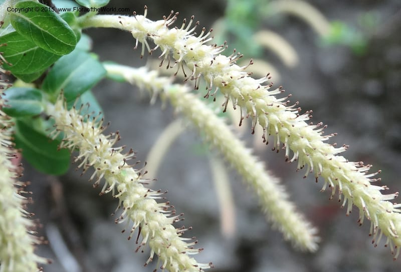 Salix, Boufford, D 43734--China. Sichuan. XinZhaZi Gou. 14 May 2014. DSC06426 (120).JPG