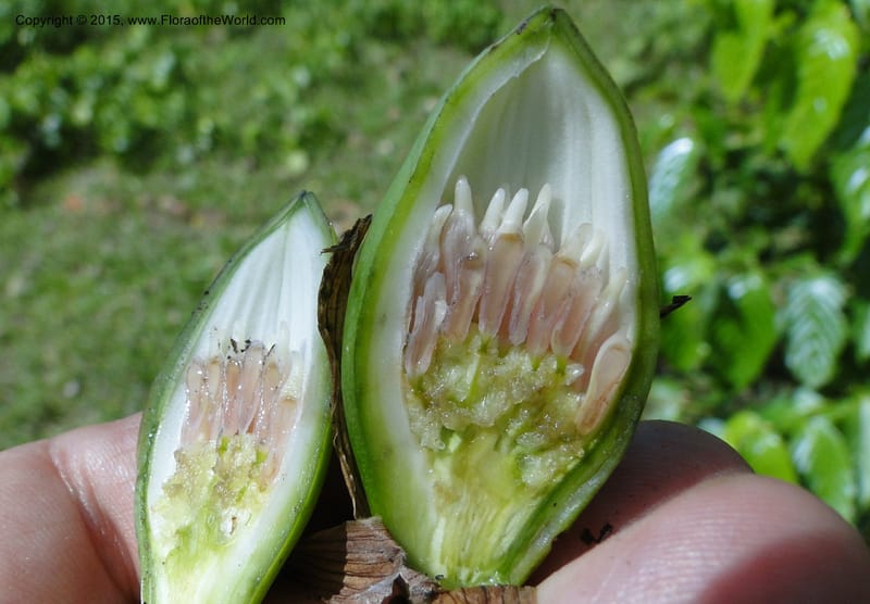 Stemona, Regalado 1839--Viet Nam. Bach Maa. 9 May 2011. 121.jpg