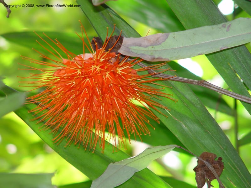 Brownea coccinea ssp. capitella--FL. Fairchild Tropical Gard. 7 Apr 03. 208.jpg