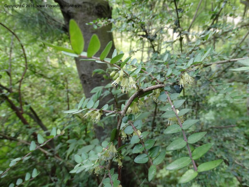 Lonicera, Boufford, D 43595--China. Sichuan. Tudiling Tunnel. 6 May 2014. DSC03860 (62).JPG