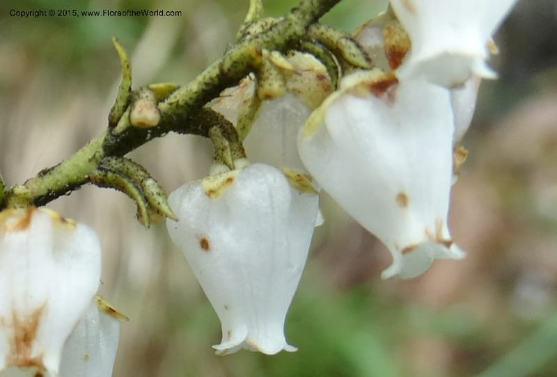 Pieris floribunda, Davidson, C 12956--North Carolina. Trans. Co. Devil's Courthouse View. 12 May 2015. DSC04151 (22).JPG