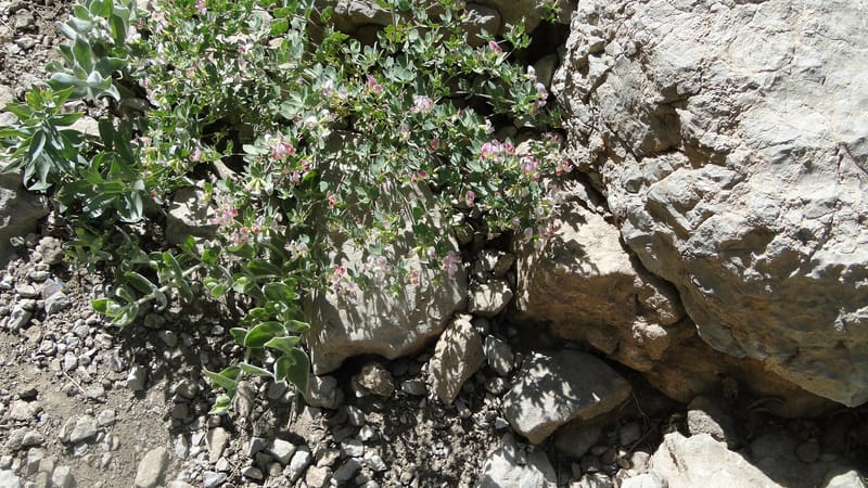 Lotus gebelia, A. G. Miller 133.26--Iraq. Kurdistan. Shakh-i Pira Magun. Gueza Khan. 11 June 2010. 263 (22).jpg