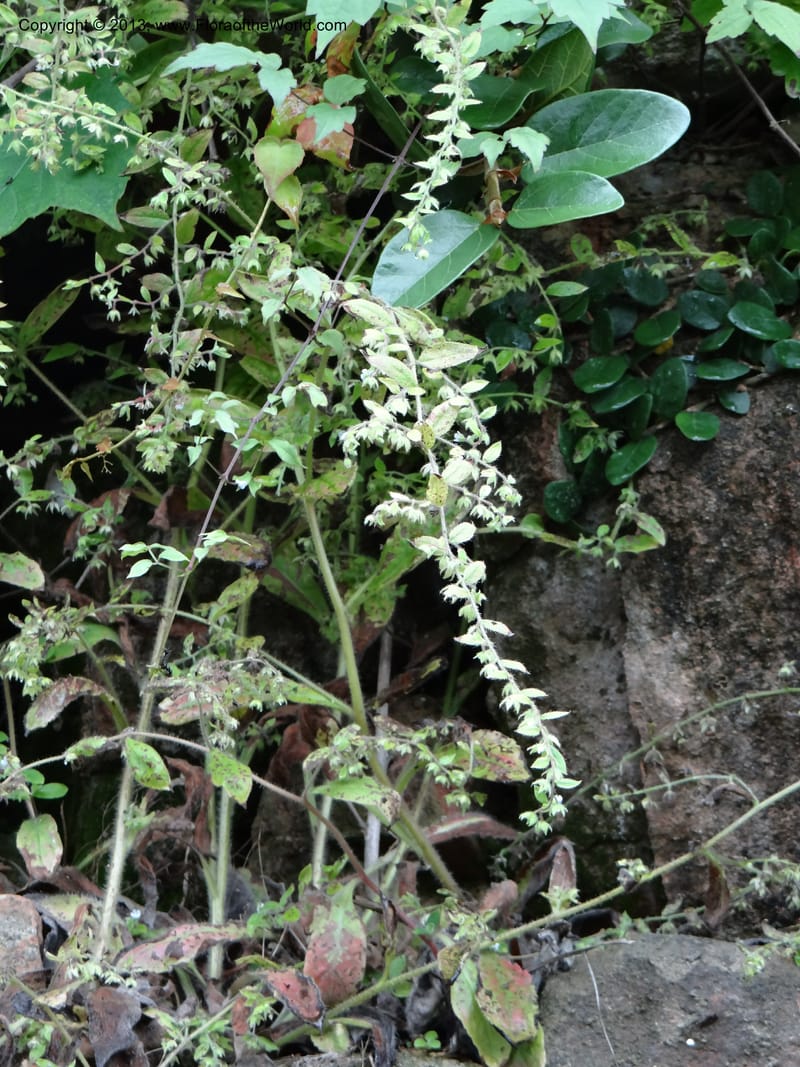 Bothriospermum secundum, Davidson, C 12018--China. Anhui Prov. Qiyun Shan. 7 Jun 2012. DSC01929 (130).JPG