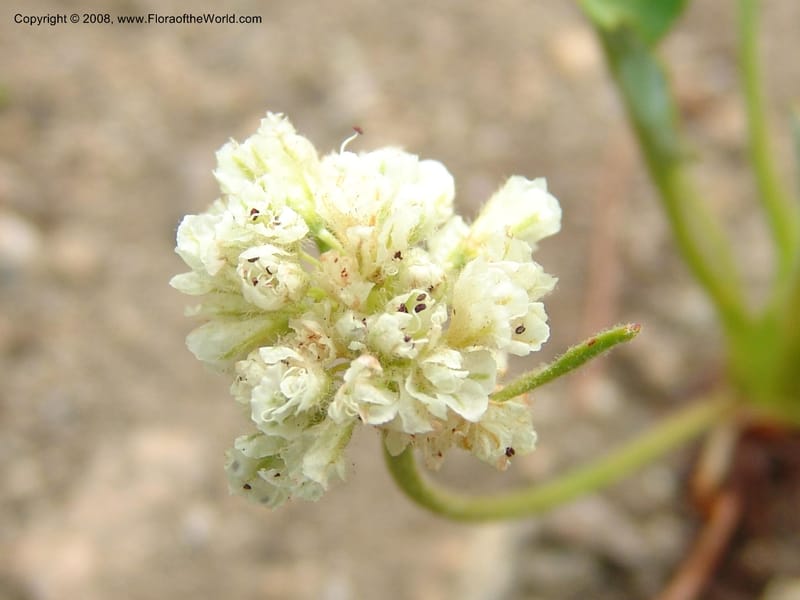 Eriogonum pyrolaefolium v. coryphaeum, CDavidson11099--ID. Valley Co. Top of Brundage Mtn.. 15 Jul 07. 008.jpg