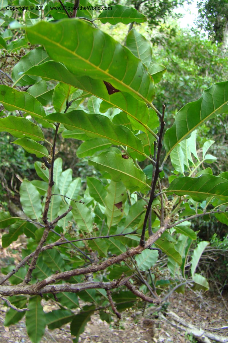 Cupaniopsis, M. Callmander 781--New Caledonia. Upper Tene River Valley. 19 Jan 2010. 504 (5).jpg