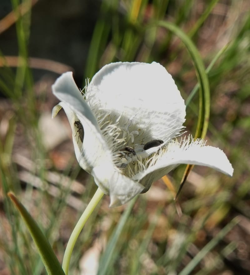 Calochortus apiculatus, C. Davidson 13820--ID. Benewah Co. Reed's Gulch Rd. FR 550. 8 Jul 2018. DSC05956 (275).JPG