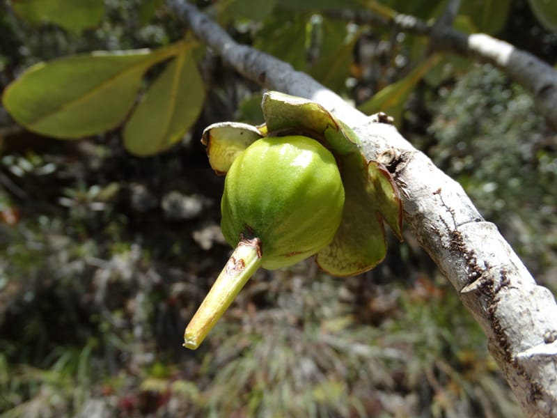 Strasburgeria robusta, Lowry, P 7371--New Caledonia. Mont Dzumac. 12 Nov 2015. DSC01563 (225).JPG