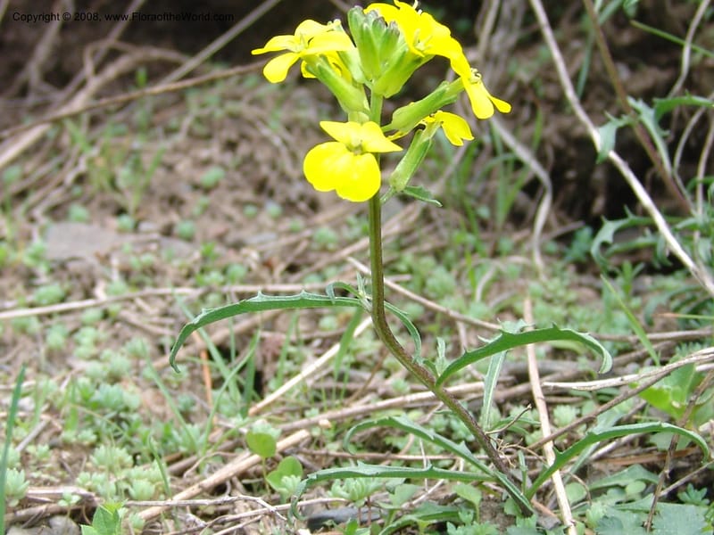 Erysimum ibericum--Georgia. Kazbeki . Trail-road to Sameba Church. 2 Jun 05. 113.jpg
