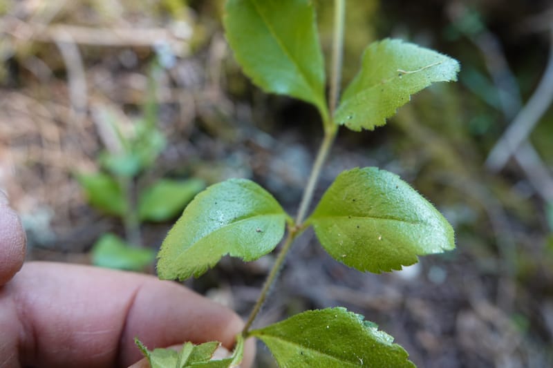Veronica officinalis, C. Davidson 13799--ID. Latah Co. FSR 447. 7 Jul 2018. DSC05707 (137).JPG