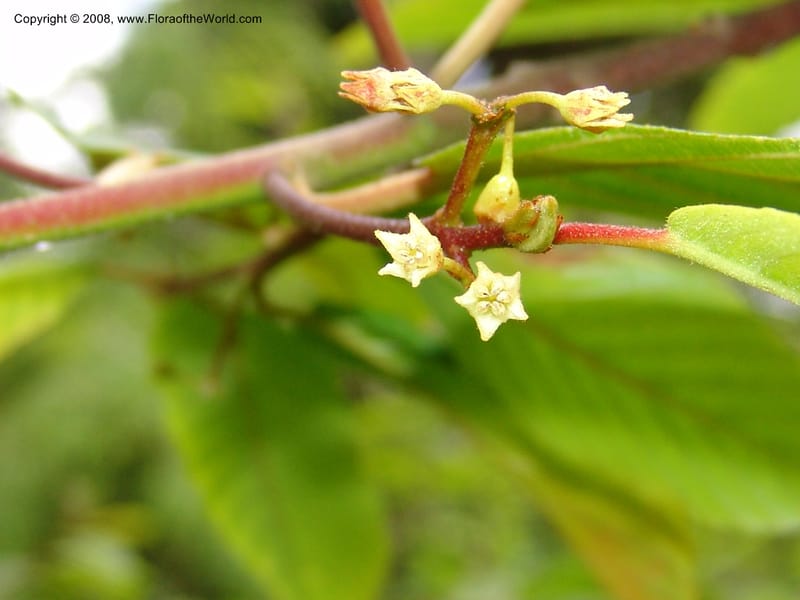 Rhamnus purshianus--WA. Grays Harbor Co. Quinault Rain For, Lake Quinault. 15 Jun 06 191.jpg
