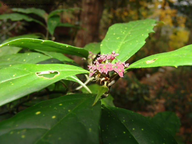 Aucuba chinensis, 76.0290--CA. UC Berkeley Bot. Garden. 8 Dec 06. 130.jpg