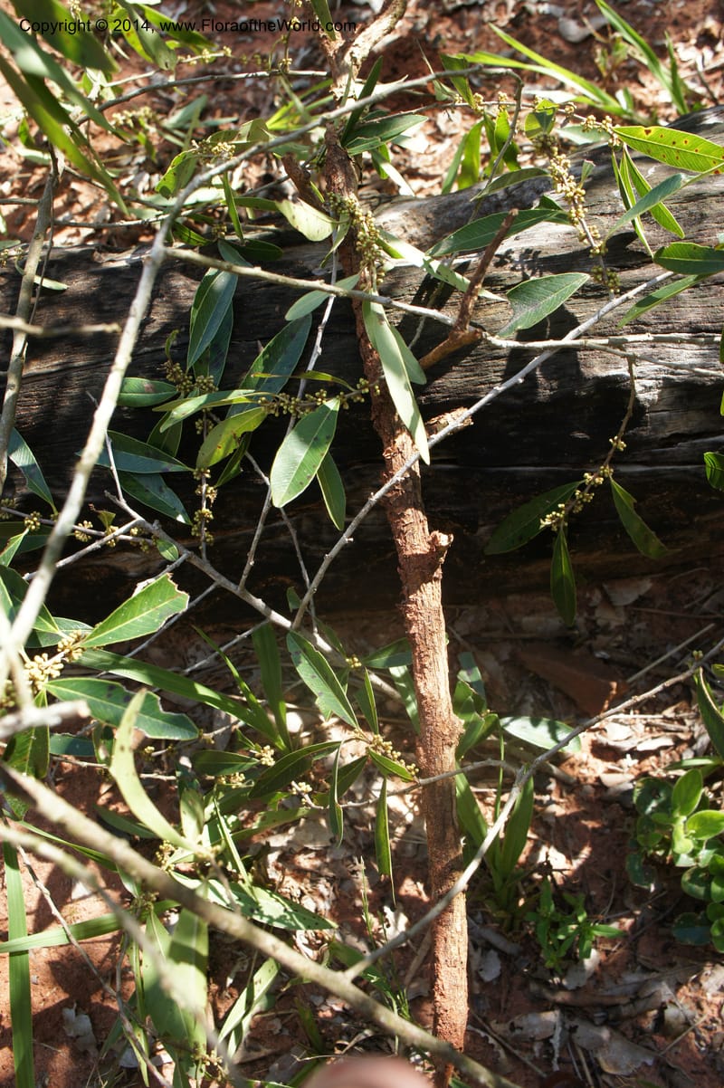 Chrysophyllum marginatum, Stevens, W.D. 31078, Cerro Cora, 15 Mar 2011 4103 (5).JPG